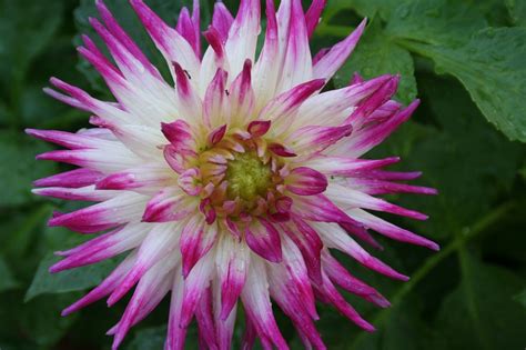 Dahlia Flower Plant Free Photo On Pixabay Pixabay