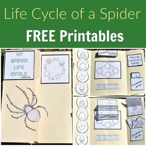 Life Cycle Of A Spider Printables The Activity Mom