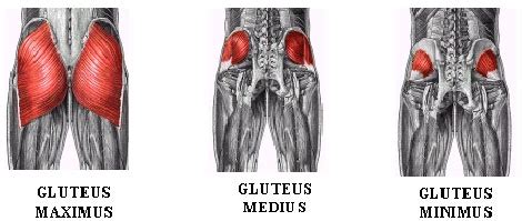 The glutes may be minimally involved in the deep portion of a back extension yet the gluteal the following diagrams depict two ways of illustrating the six primary load vectors in sports and strength. Anatomical Glutes Training - AskMen