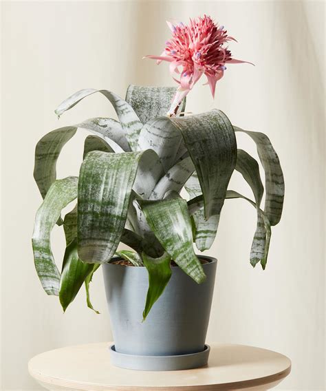 Buy Potted Bromeliad Aechmea Pink Indoor Plant Bloomscape