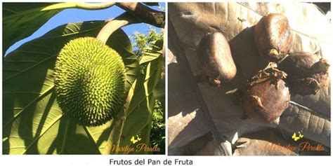 Árbol De Pan De Fruta Árboles Y Flores En República Dominicana