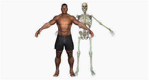 Copyright 2019 anatomy360 site development by the ecommerce seo leaders | all rights reserved. Muscular African American Male With Full Body Skeleton | 3D model | Man anatomy, American ...