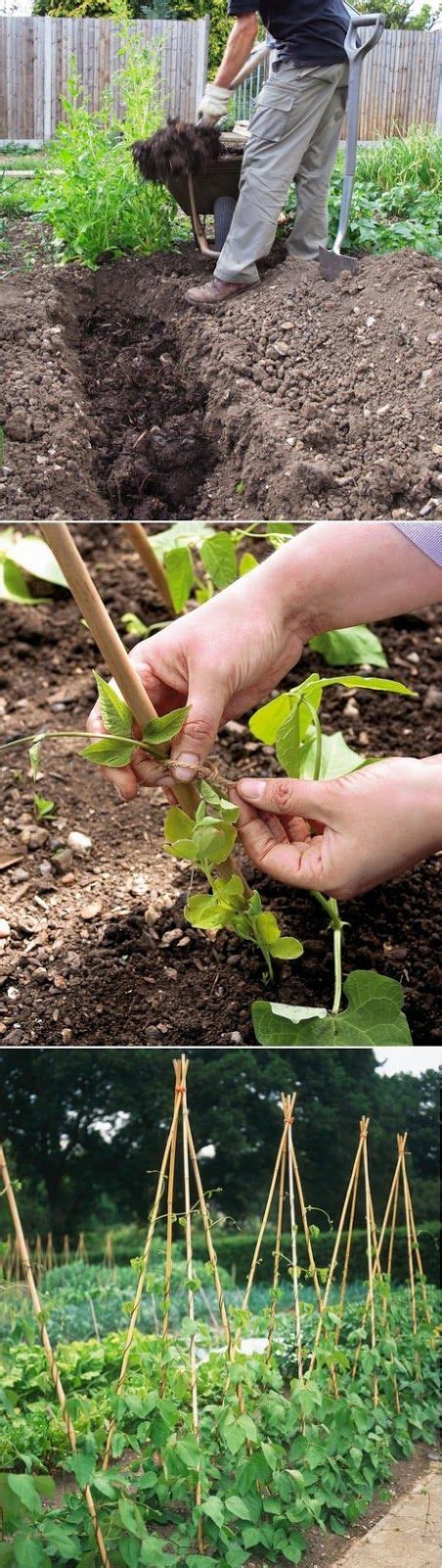 How To Grow Runner Beans Veggie Garden Edible Garden Runner Beans