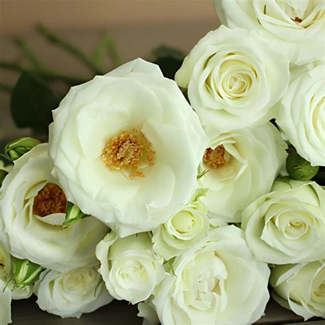 Wholesale White Spray Roses In Bulk ᐉ Bulk White Spray Roses In Bulk