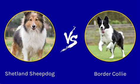 Shetland Sheepdog Vs Border Collie Key Differences Explained A Z Animals