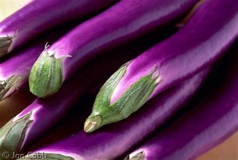 Fortunately, japanese eggplant is, in my opinion, a lot easier to work with than globe eggplant. Purple Japanese Eggplant, 25 seeds, slender tender Asian ...