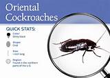 Best Pest Control For German Cockroaches Pictures