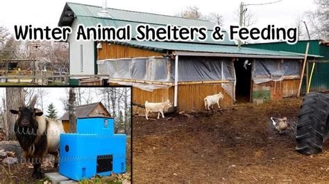 Getting The Farm And Animal Shelters Ready For Winter