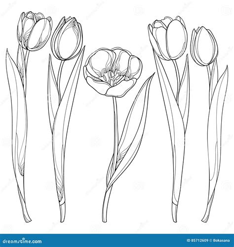 Vector Set With Outline Tulips Flowers Isolated On White Tulip Flower