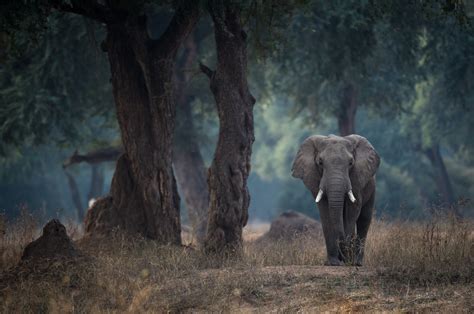 Lone Elephant Walking Through The Forest