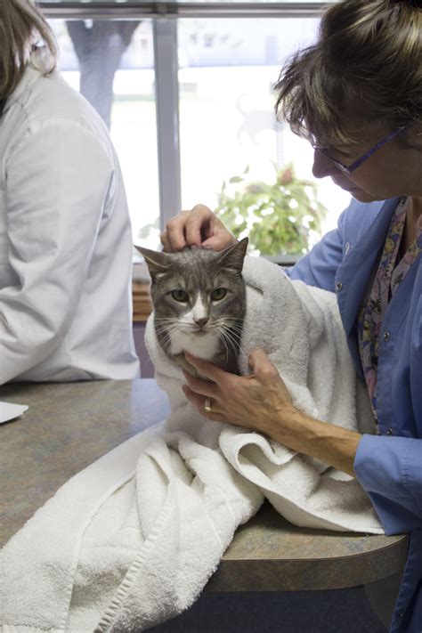Check spelling or type a new query. February is National Pet Dental Health Month