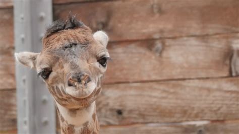Houston Zoo Welcomes New Baby Giraffe Abc7 Chicago