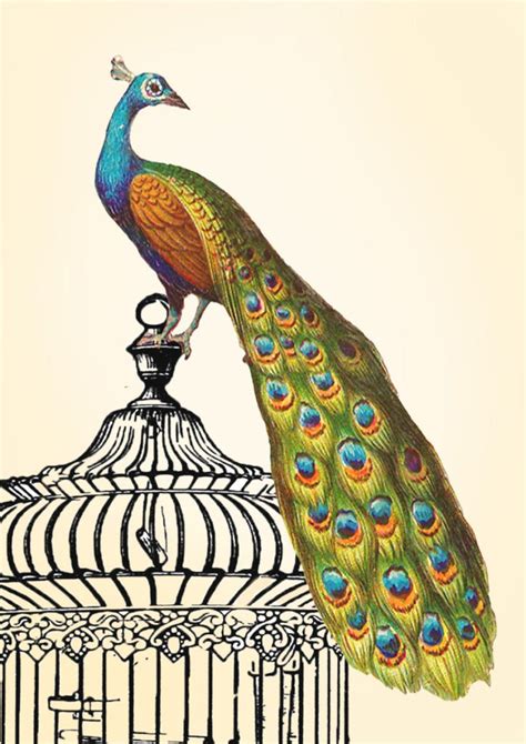 Peacock Art Print Vintage Green Bird On Cage Pimlico Prints Worldwide