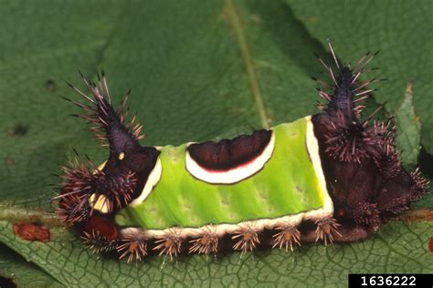 Saddleback Caterpillar Acharia Stimulea Lepidoptera Limacodidae