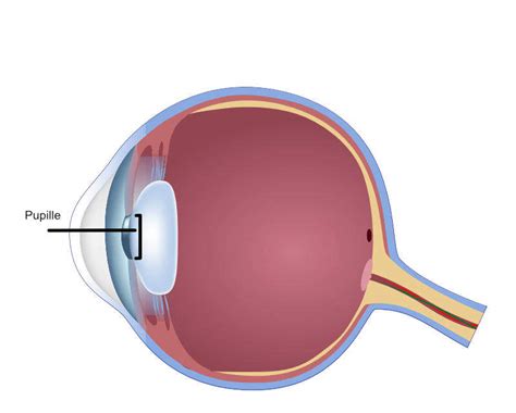 Pupille im Auge des Menschen - Anatomie und Eigenschaften