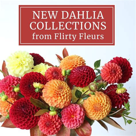 New Flirty Fleurs Dahlia Collections For 2022 Longfield Gardens