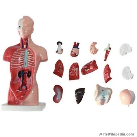 28cm Human Internal Organ Torso Body Model Anatomy Heart Brain Skeleton