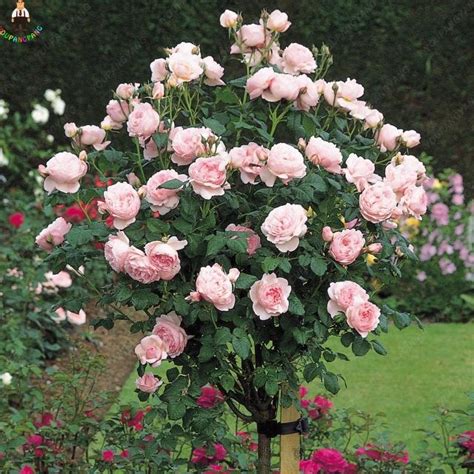 100 Pcs Bag Rainbow Rose Tree And Mini Bonsai Rare Flower Plants