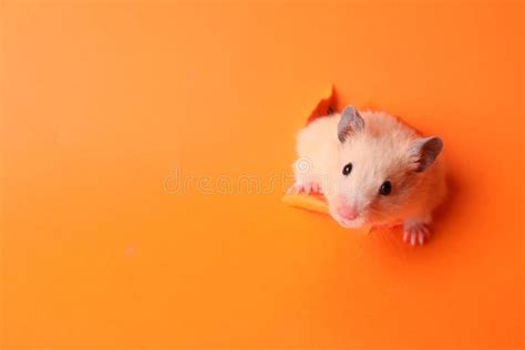 Cute Syrian Hamster With Coconut Peel On Yellow Background Stock Image
