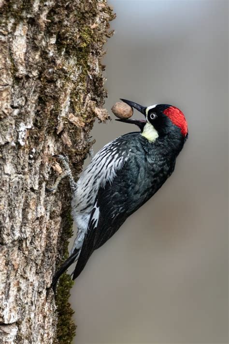 Acorn Woodpecker Oregon Birding Association
