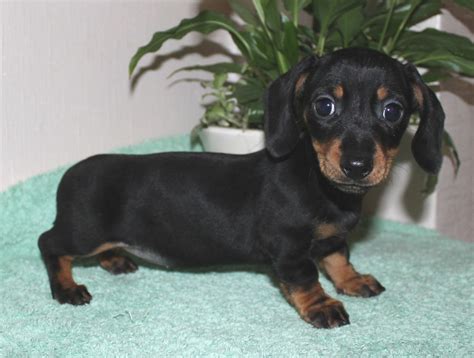 Male dachshund puppy vs female dachshund puppy. Miniature Dachshund Puppy | Margate, Kent | Pets4Homes