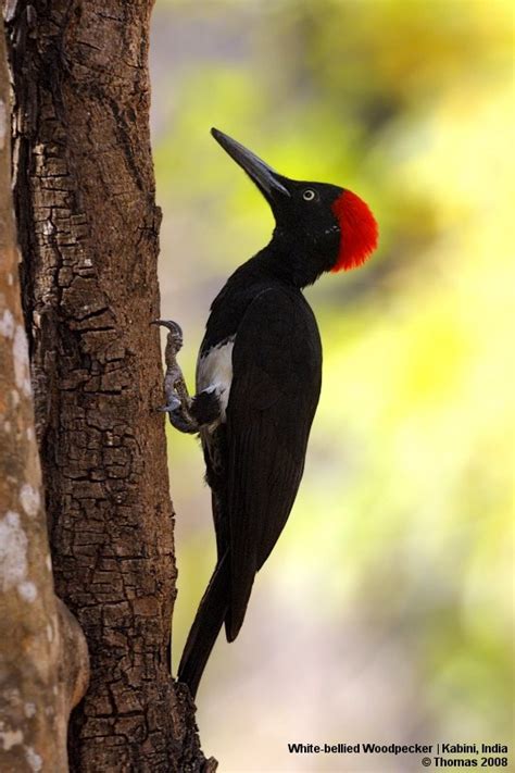 Woodpeckers Of India Walk The Wilderness