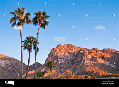 Palm Trees Desert Mountain Stock Photo Alamy