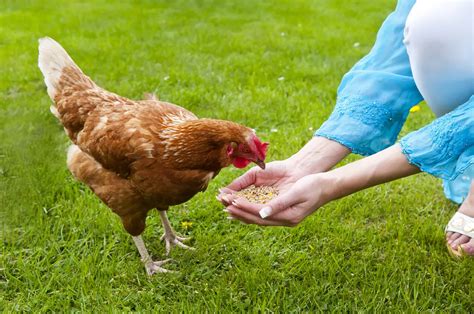 Can Chickens Eat Raisins Clucking Over Pros And Cons Animal Hype