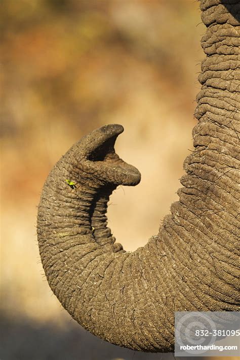 African Elephant Loxodonta Africana Close Up Stock Photo