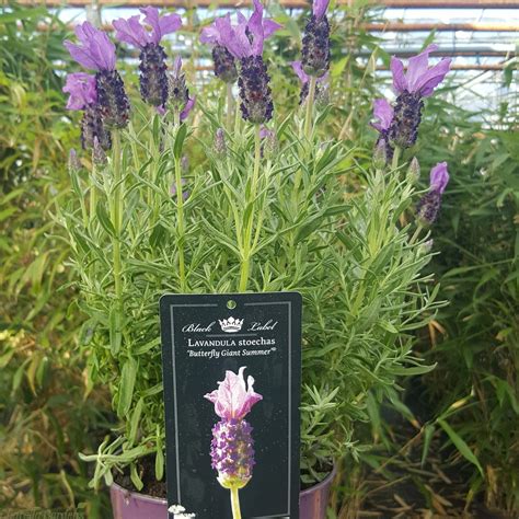 Buy French Lavender Plants Online Lavender Stoechas Butterfly Giant