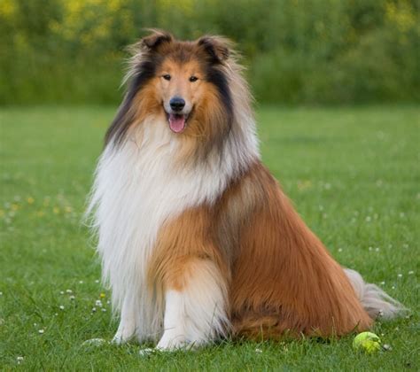 The Collie Dog Petsourcing