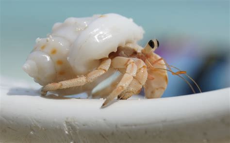 Download Animal Hermit Crab Hd Wallpaper