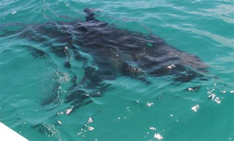 Shark Attacks A Risk Of Enjoying Our Oceans Fraser Coast Chronicle