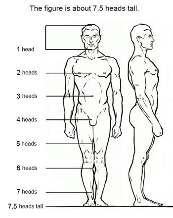 Figure Drawing Proportions To Know