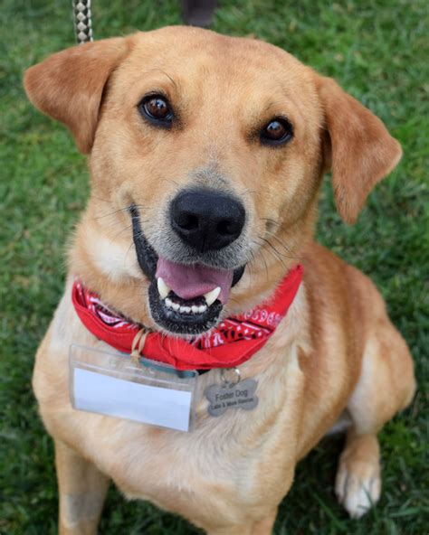 He didn't have the best start at life but he is ready to move onto his forever home! View Ad: Golden Labrador Dog for Adoption, California, San Diego