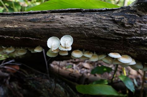 Lentinula Earle Colombian Fungi Made Accessible