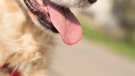 10 Things You Didnt Know About A Dogs Tongue