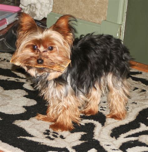 Miniature Yorkshire Terrier Do All Yorkshire Terriers Run And Try To