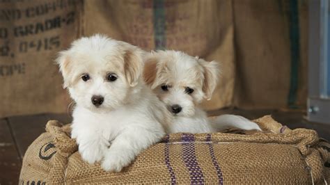 The Most Popular Tiny Dog Breeds In America Page 4 Of 7 247 Tempo