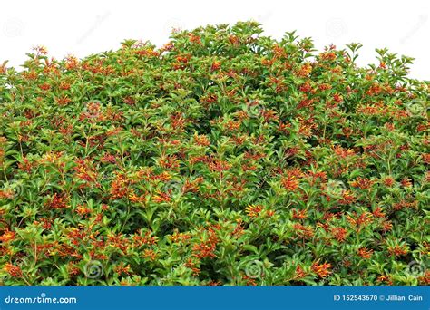 Beautiful Firebush Shrub Stock Photo Image Of Garden