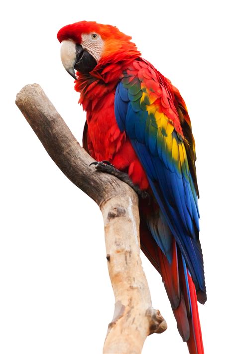 Macaw Parrot Transparent Background Png Png Arts