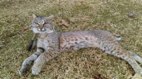 Are there bobcats in virginia. Virginia Bobcat | Welcome to the Taxidermy.net Forum and ...