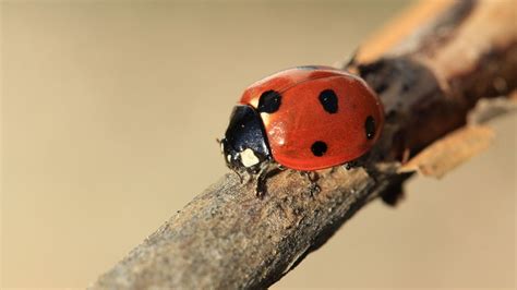 Wallpaper Ladybird Branch Insect Hd Picture Image