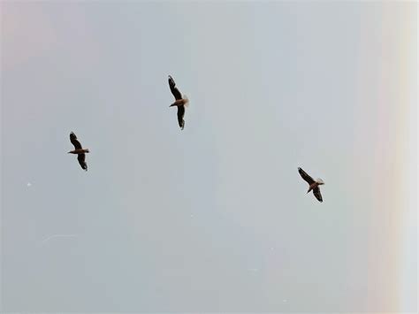 Birds Flying On The Sky · Free Stock Photo