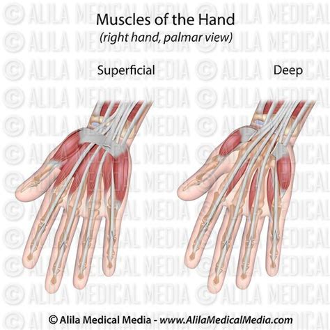 Alila Medical Media Hand Muscles Palmar Aspect Superficial Labeled