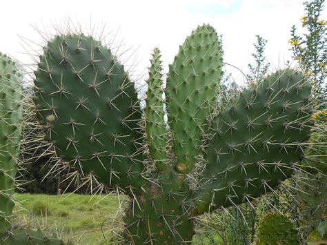 Cactus Photography Art Plus