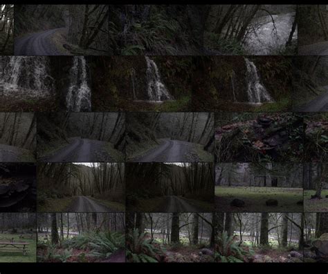 Artstation Ref Pack Spooky Oregon Forest Photo Pack Resources