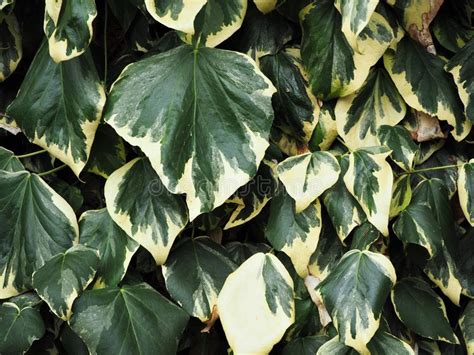 Large Variegated Ivy Leaves Growing Against A Wall Stock Image Image