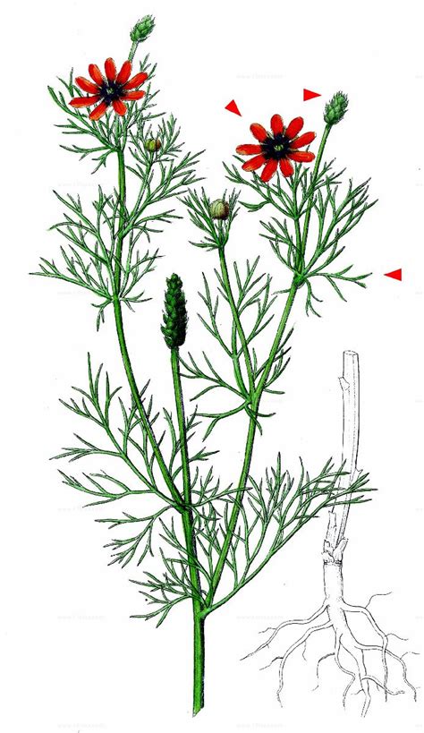Adonisröschen (adonis) sind eine gattung in der familie der hahnenfußgewächse (ranunculaceae), zu der rund 30 bis 35 arten gehören. Suche nach Arten - Sommer-Adonisröschen (Adonis aestivalis L.)