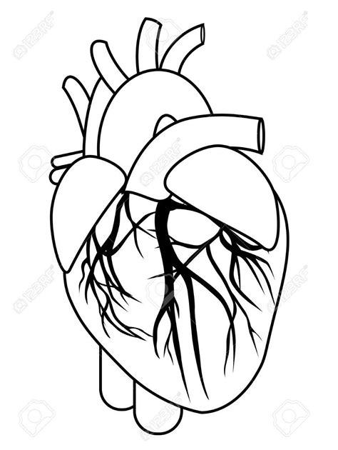 Heart Clipart Images Body And Other Clipart Images On Cliparts Pub